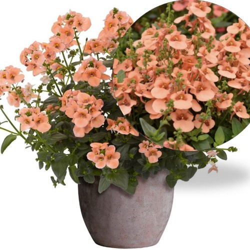 Diascia elegans 'Divara® Salmon' - Kaksikkannus 'Divara® Salmon' P9/0,55L